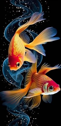 two goldfish are swimming in the water