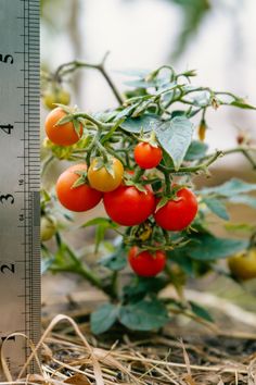 tomatoes are growing on the vine next to a measuring ruler that is in front of them