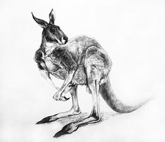 a pencil drawing of a kangaroo standing on its hind legs and looking at the camera