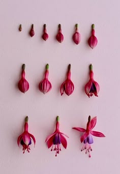 pink flowers are arranged on a white surface