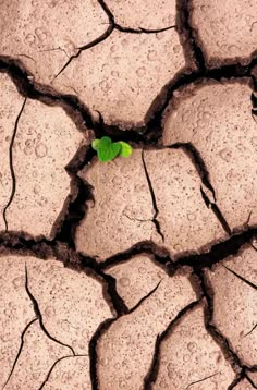 a small green plant growing out of the cracks in cracked mud, with water droplets on it