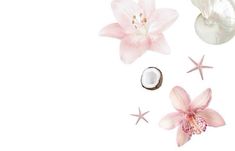 pink flowers, coconuts and starfish on a white background with space for text