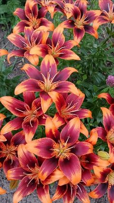 an orange and red flower in a garden