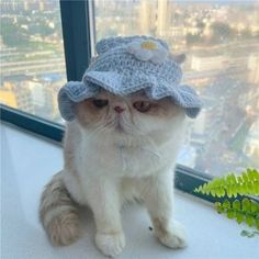 a cat wearing a crochet hat sitting on top of a window sill