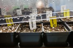 seedlings are growing in plastic trays on the window sill with rain drops