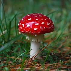 a small red mushroom sitting on top of green grass in the forest with lots of tiny white dots