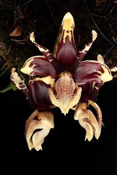 an image of a flower that is blooming in the dark night time with no leaves on it