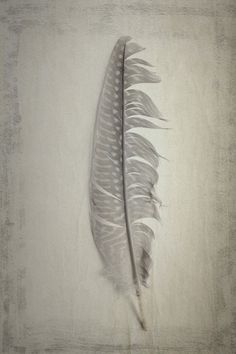 a white feather on a gray background with grungy textured paper in the foreground