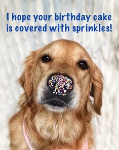 a dog with sprinkles on its nose looking at the camera and saying, i hope your birthday cake is covered with sprinkles