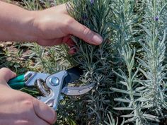 someone is cutting off the stems of a rosemary plant with pliers and shears