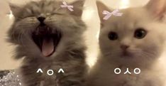 two kittens with their mouths open and one is yawning