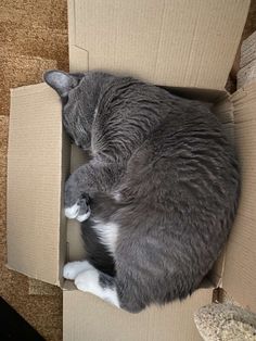 a gray and white cat sleeping in a cardboard box