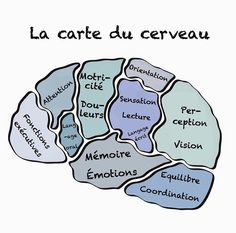 the brain is labeled in french and has many different areas to describe it, as well as