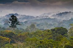 the forest is full of trees and mountains in the distance, with clouds rolling over them