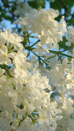 the white flowers are blooming on the tree branch in the sunlit sky background