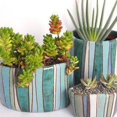 three potted plants sitting next to each other