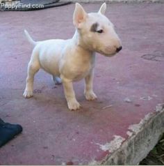 a small white dog standing on top of a sidewalk