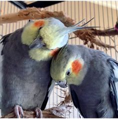 two birds sitting on top of each other in a cage