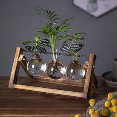 three planters with plants in them are on a wooden stand next to a cup and saucer