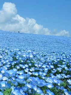 the blue flowers are blooming in the field