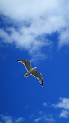 a seagull flying in the blue sky with white clouds