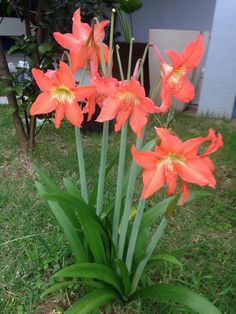 some orange flowers are growing in the grass