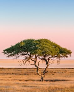 a lone tree stands in the middle of an open field at sunset, with no one around it