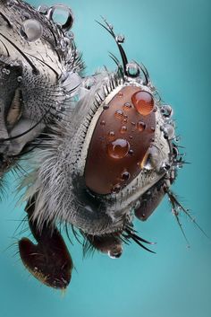 a close up photo of a fly insect with water droplets on it's wings