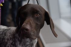 a brown dog with spots on it's face is standing next to a purple object