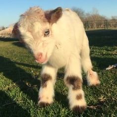 a baby cow standing on top of a lush green field