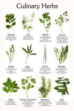 an image of culinary herbs that you can eat