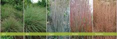 the different types of grasses that can be seen in this photo, including grass and other plants