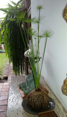 a potted plant sitting on top of a black plate next to a green plant