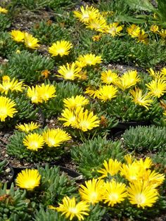 many yellow flowers are growing in the grass