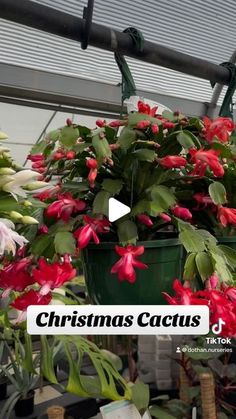 christmas cactus's in the greenhouse with text overlay that reads, christmas cactus