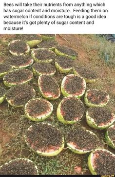 a bunch of melons that have been cut in half and placed on the ground