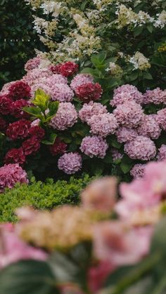 pink and white flowers are in the garden