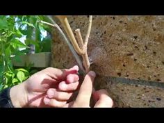 Train Plants Up a Concrete Wall with Heavy Duty Loop Hooks - This Old House - YouTube Concrete Walls Diy, Trellis Wall, Stone Veneer Wall, Backyard Retaining Walls, Building A Trellis, Building A Retaining Wall, Outside Of House, Concrete Block Walls, Cinder Block Walls