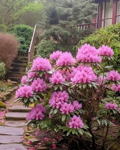 pink flowers blooming on the side of a stone path in front of a house