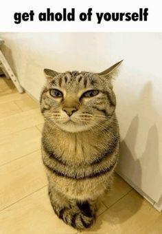 a cat sitting on the floor next to a wall with an ad in front of it