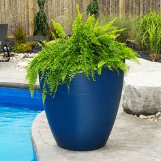 a large blue potted plant next to a swimming pool