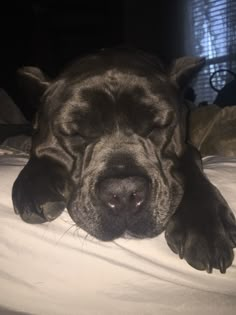 a large black dog laying on top of a bed