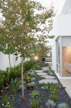 an outdoor garden with trees and plants on the side of a white house in australia