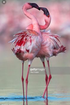 two flamingos standing in the water with their beaks touching each other's heads