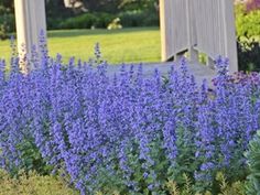 purple flowers are in the foreground and green grass on the far side, with an outhouse in the background