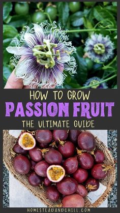 passion fruit with the title how to grow passion fruit the ultimate guide