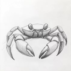 17+ Ocean Sketches To Draw 2024 Crab Sketch Drawings, Drawing Of Sea Creatures, Marine Animal Sketches, Ocean Pen Drawing, Sea Crab Drawing, Animals Drawing Reference, Crustaceans Drawing, Drawing Ideas Sea Animals, Animals To Sketch