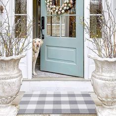 a dog standing in front of a blue door with wreaths on it's side