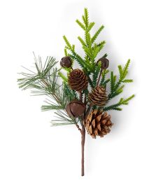 Add a Festive Touch to Your Holiday Decor with the 10" Christmas Pine Leaf Pick by Bloom RoomBring the beauty of the outdoors inside with this charming Christmas pine leaf pick by Bloom Room Featuring realistic pine needles, pinecones, and bells, this pick is the perfect addition to wreaths, garlands, and centerpieces Use it to add a touch of festive charm to your holiday decorMade with materials, this pick is built to last and can be used year after year Its versatile design makes it easy to incorporate into any holiday decor theme, whether you prefer traditional or modern styles Product DetailsDimensions: 985 x 394 x 197inMaterials: iron wire, paper, polyester, pinecone, ironFeatures realistic pine needles, pinecones, and bells Pine Leaf, Outdoors Inside, Floral Picks, Charming Christmas, Christmas Greenery, Iron Wire, Pine Needles, Christmas Floral, Joanns Fabric And Crafts