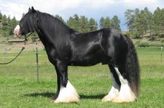 a black and white horse standing on top of a lush green field with trees in the background